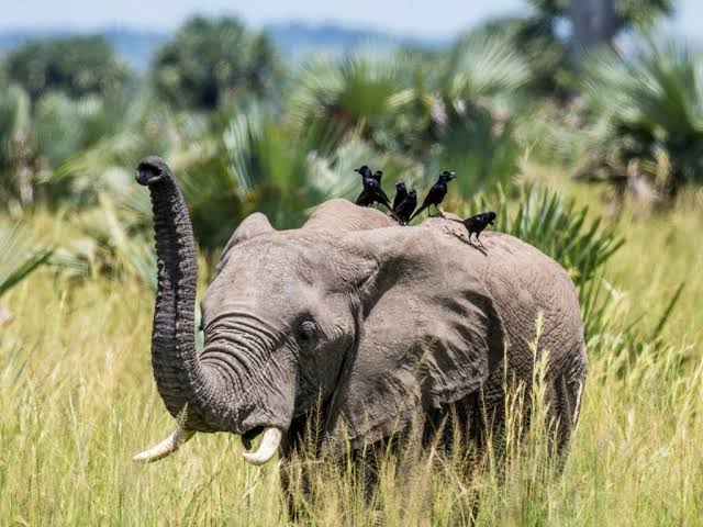 game drive