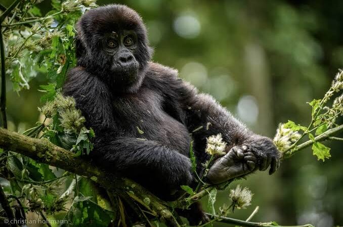 gorillas