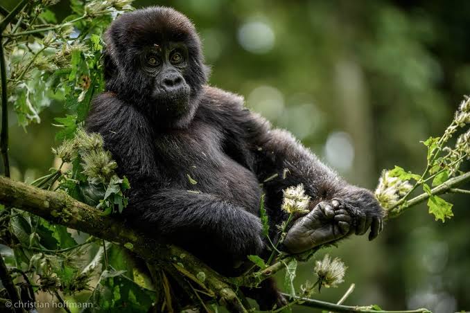 gorillas