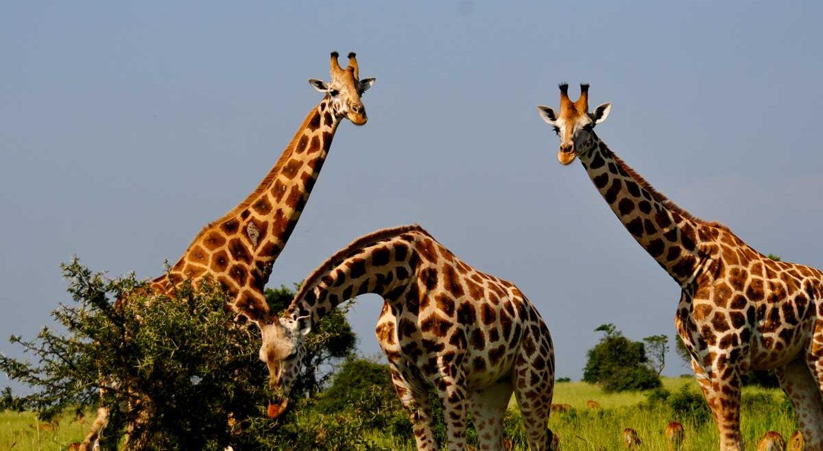 morning-game-drive-Murchison