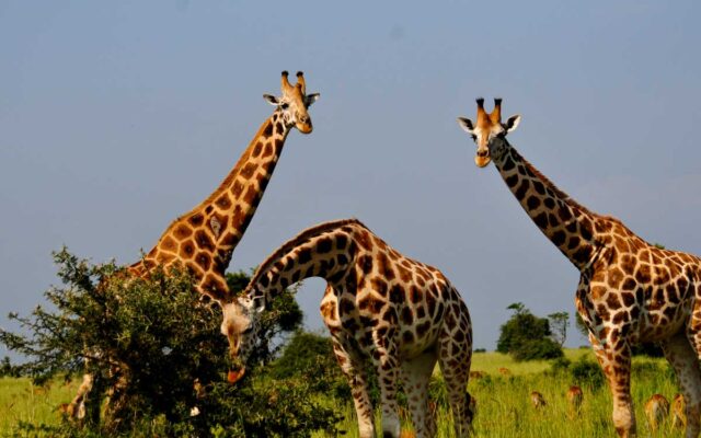 6 Days Gorilla & Murchison Falls Safari
