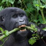 3 Days Uganda Gorilla Tour