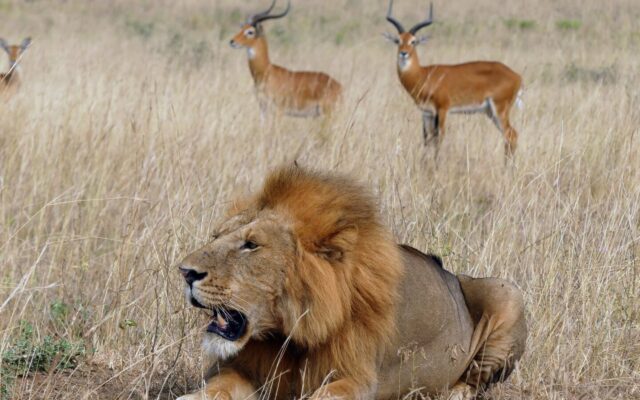 Dry Season Game Viewing in Murchison Falls National Park