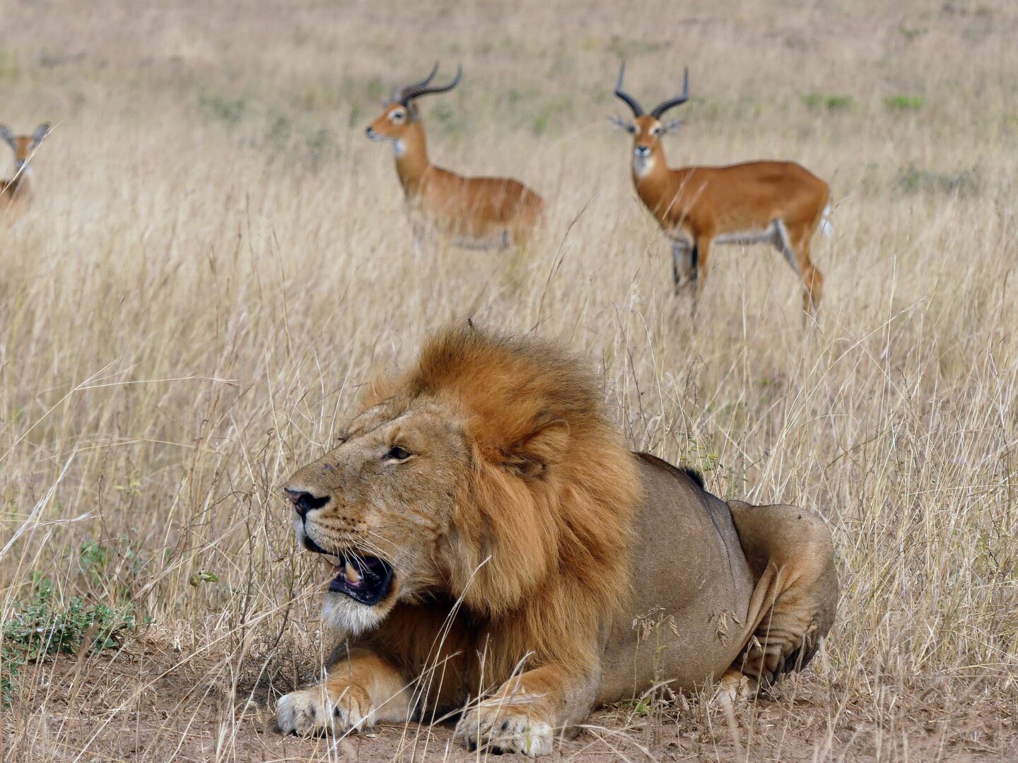 Dry Season Game Viewing in Murchison Falls National Park