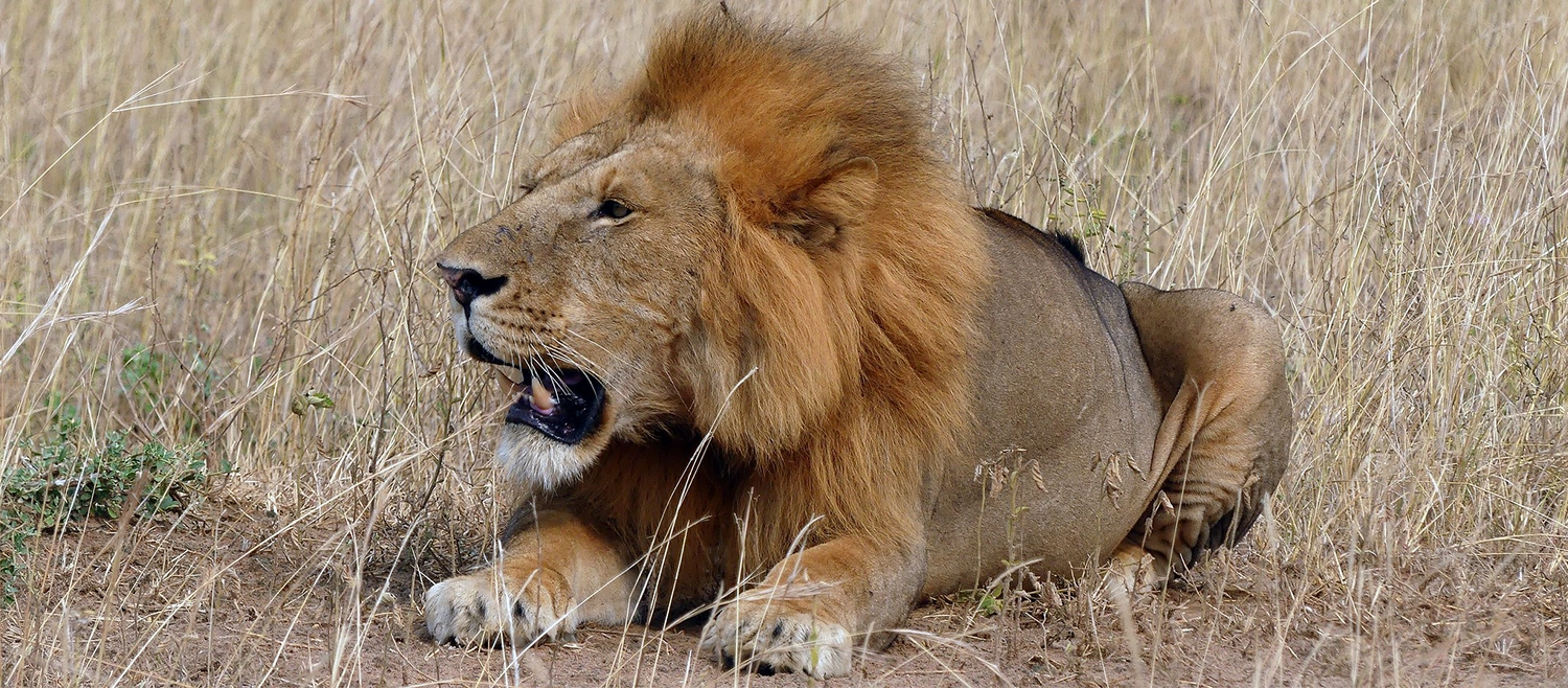 2 Days Murchison falls Safari – Slider 2