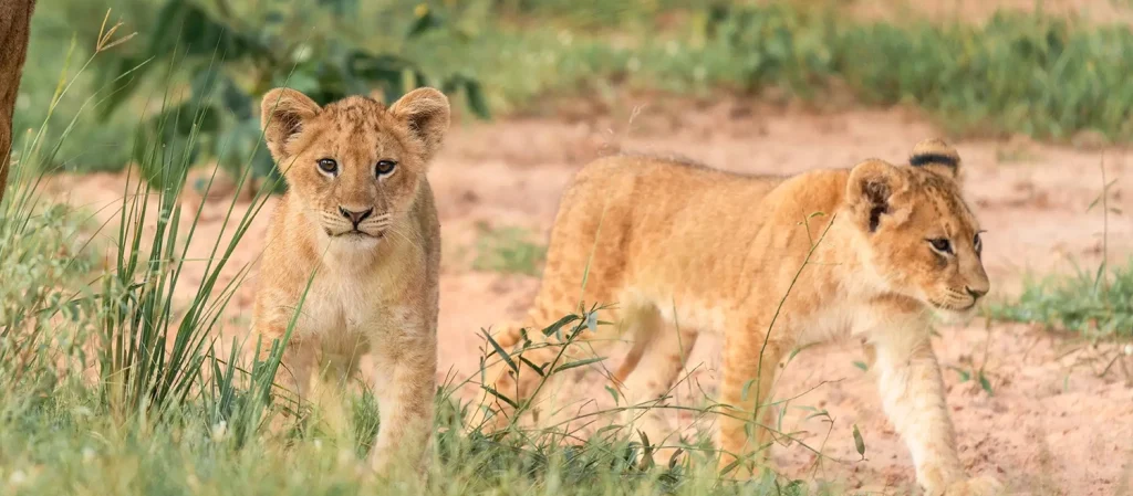 Murchison Falls safari on the Nile