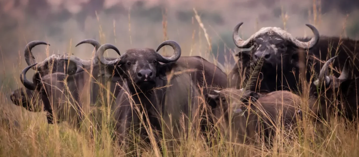 3 Days Murchison falls safari bufaloes