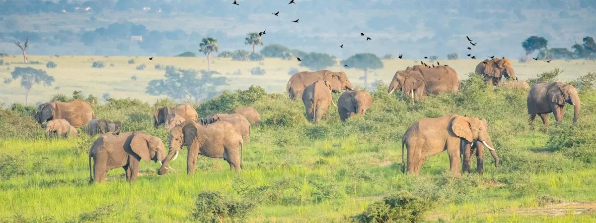 3 Days Murhison falls safari elephants