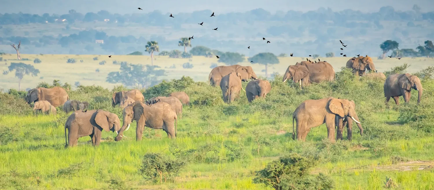 3 Days Murhison falls safari elephants