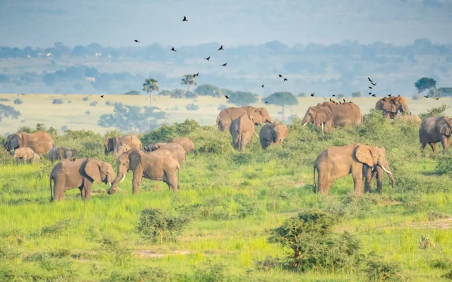 3 Days Murchison Falls National Park Safari Tour