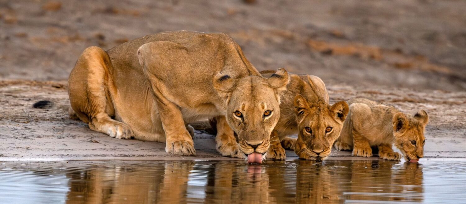 3 days murchison falls safari