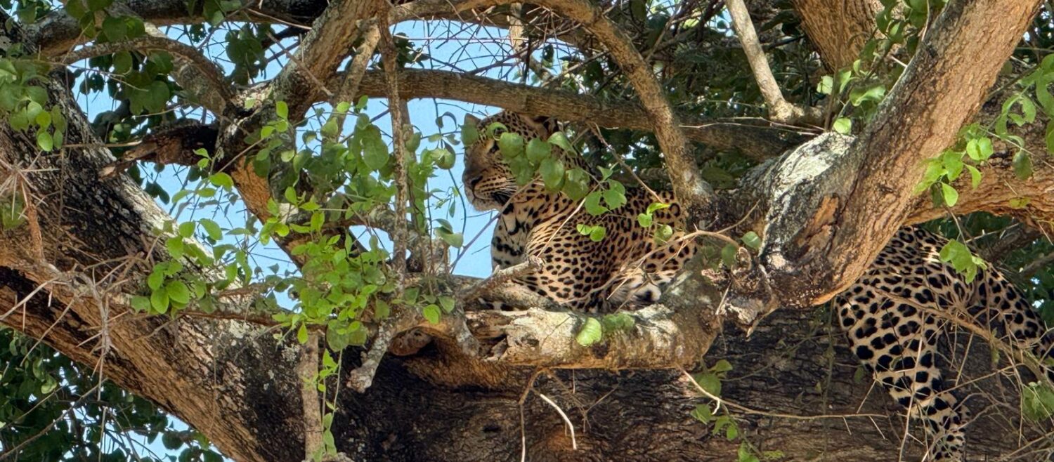 3 days murchison falls safari leopard