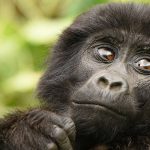 Gorilla tracking in Uganda and Murchison Falls