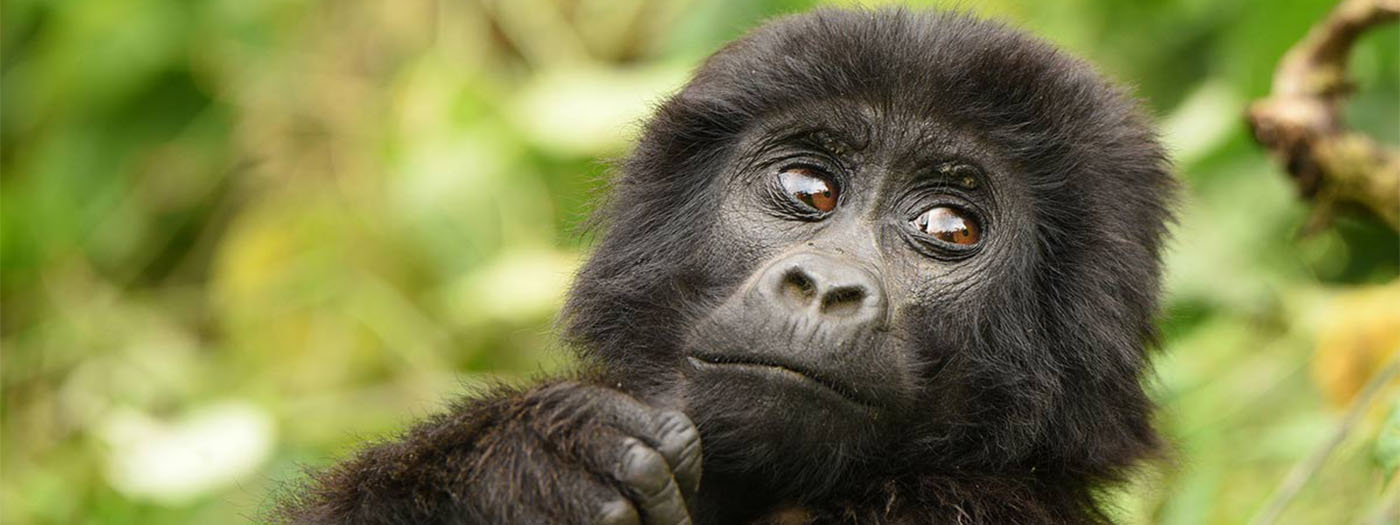 Gorilla tracking in Uganda and Murchison Falls