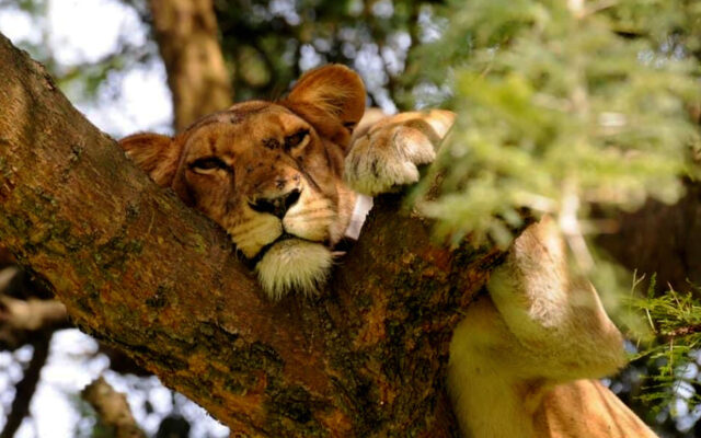 3 Days Murchison Falls Safari tour, Uganda – Big Five Safari Tour