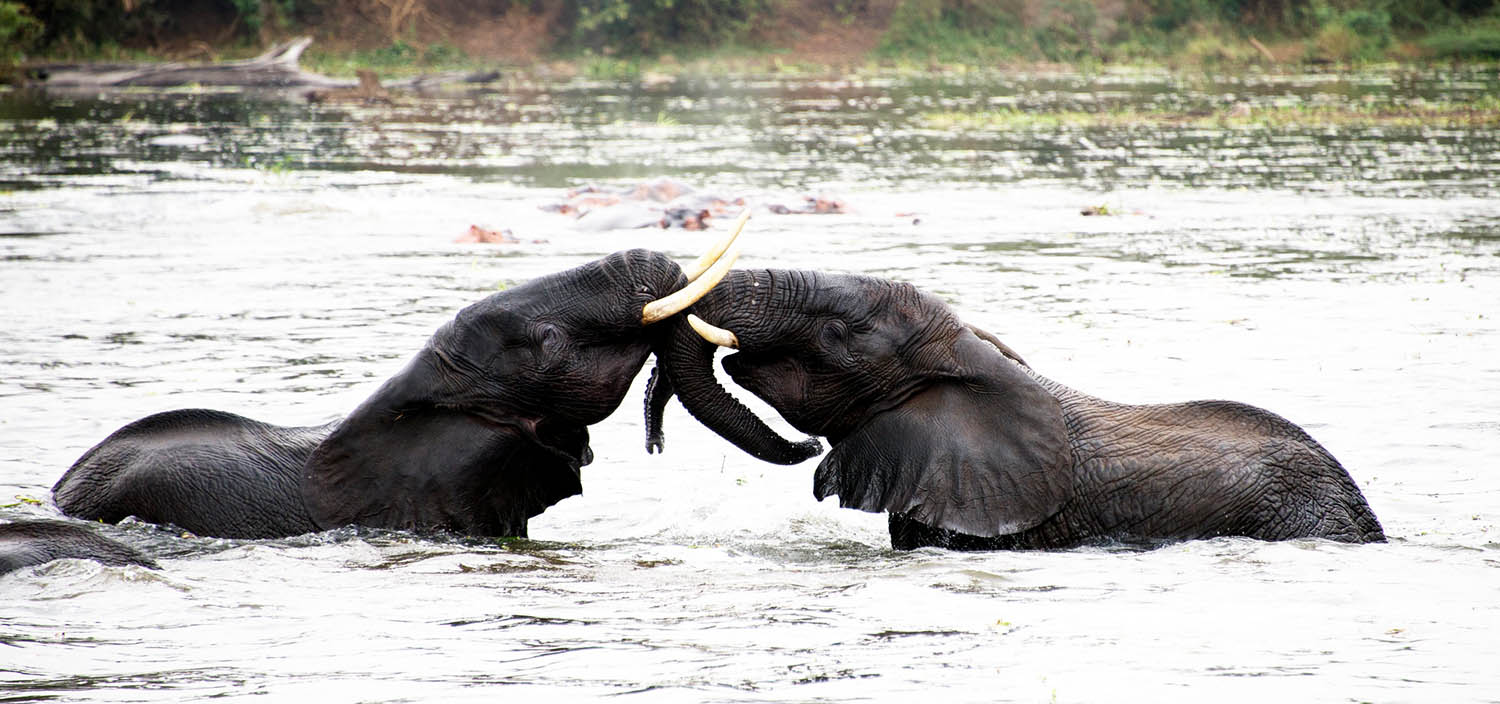 5 Days Murchison Falls Safari - Murchison Falls National Park