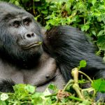 3-Day Gorilla Trekking in Bwindi Itinerary - Bwindi forest uganda