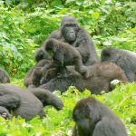 Enjoy up to 4 hours with mountain gorillas during this 4-day Gorilla Habituation Experience in Bwindi Impenetrable Forest. Includes permits, guided treks, cultural visits, and eco-lodge stays. Book with Murchison Falls Safaris.