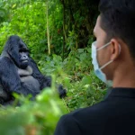 5-Day Gorillas & Golden Monkeys Safari | Bwindi & Mgahinga Primate Tour Uganda