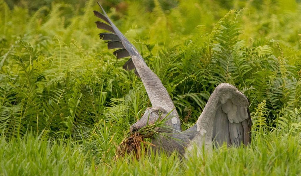 Explore the top 10 birds to spot in Murchison Falls National Park, Uganda. From the rare shoebill to the giant kingfisher, plan your ultimate birdwatching safari now!