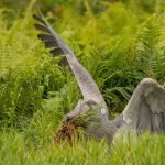 birding-in-murchison falls Explore the top 10 birds to spot in Murchison Falls National Park, Uganda. From the rare shoebill to the giant kingfisher, plan your ultimate birdwatching safari now!
