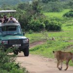 boat vs drive Should you choose a boat safari or a game drive in Murchison Falls? Discover the pros, wildlife highlights, scenery, and why doing both offers the ultimate Uganda safari.