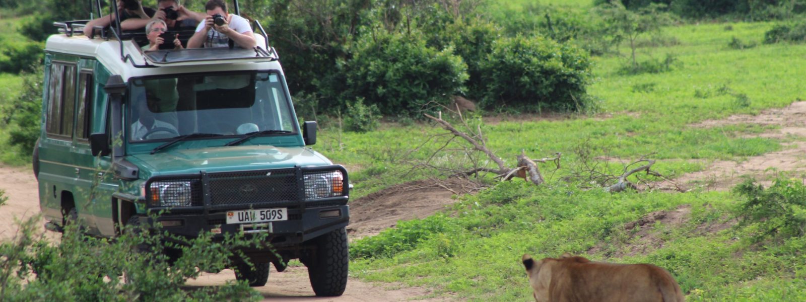 Should you choose a boat safari or a game drive in Murchison Falls? Discover the pros, wildlife highlights, scenery, and why doing both offers the ultimate Uganda safari.