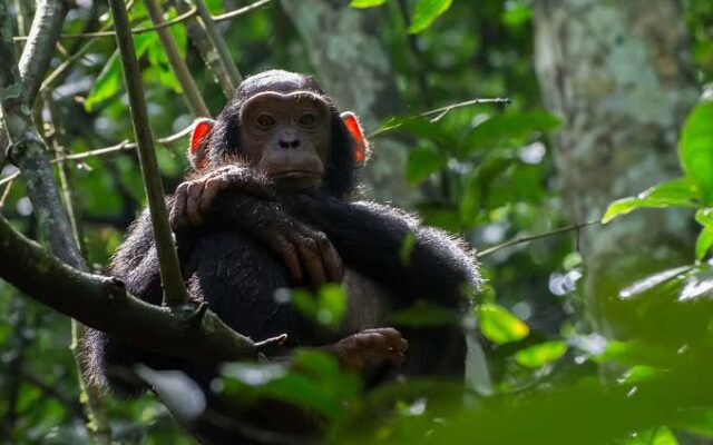 budongo chimp