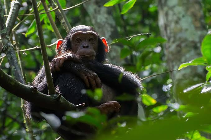 budongo chimp
