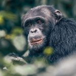 chimpanzee trekking budongo Budongo Forest chimpanzee trekking