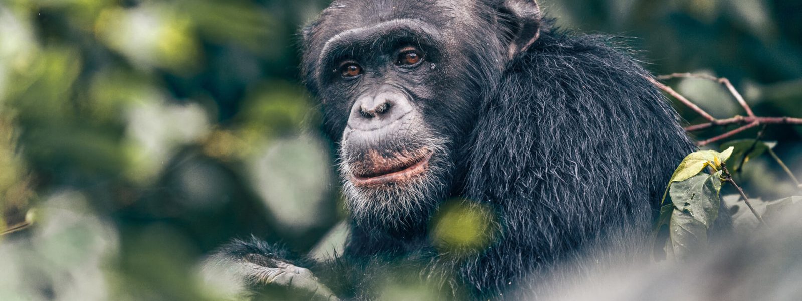 Budongo Forest chimpanzee trekking