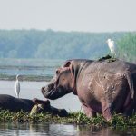 eco system murchison falls ecosystems of Murchison Falls