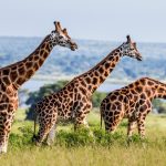 giraffe murchison falls Rothschild giraffes Uganda