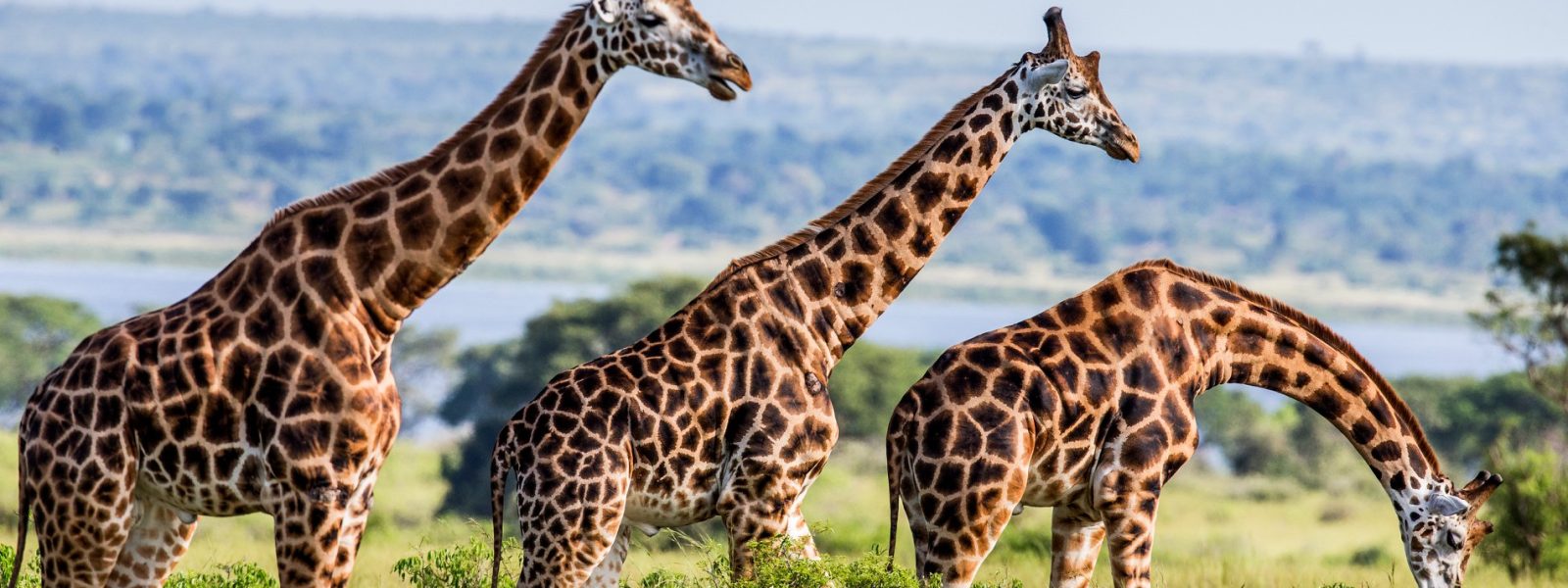 Rothschild giraffes Uganda