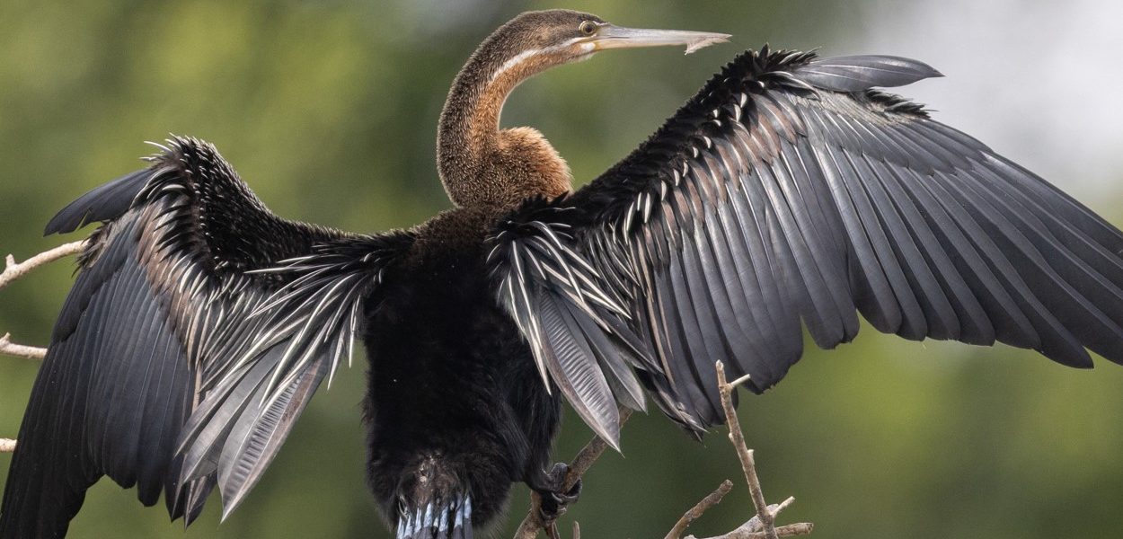 Discover the top birds of Murchison Falls National Park, including shoebills, fish eagles, and herons. A complete guide to Uganda’s best birding safari destination.