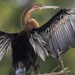 murchison birds Discover the top birds of Murchison Falls National Park, including shoebills, fish eagles, and herons. A complete guide to Uganda’s best birding safari destination.