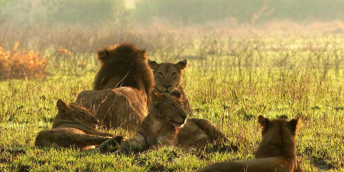 Spotting Big Five animals