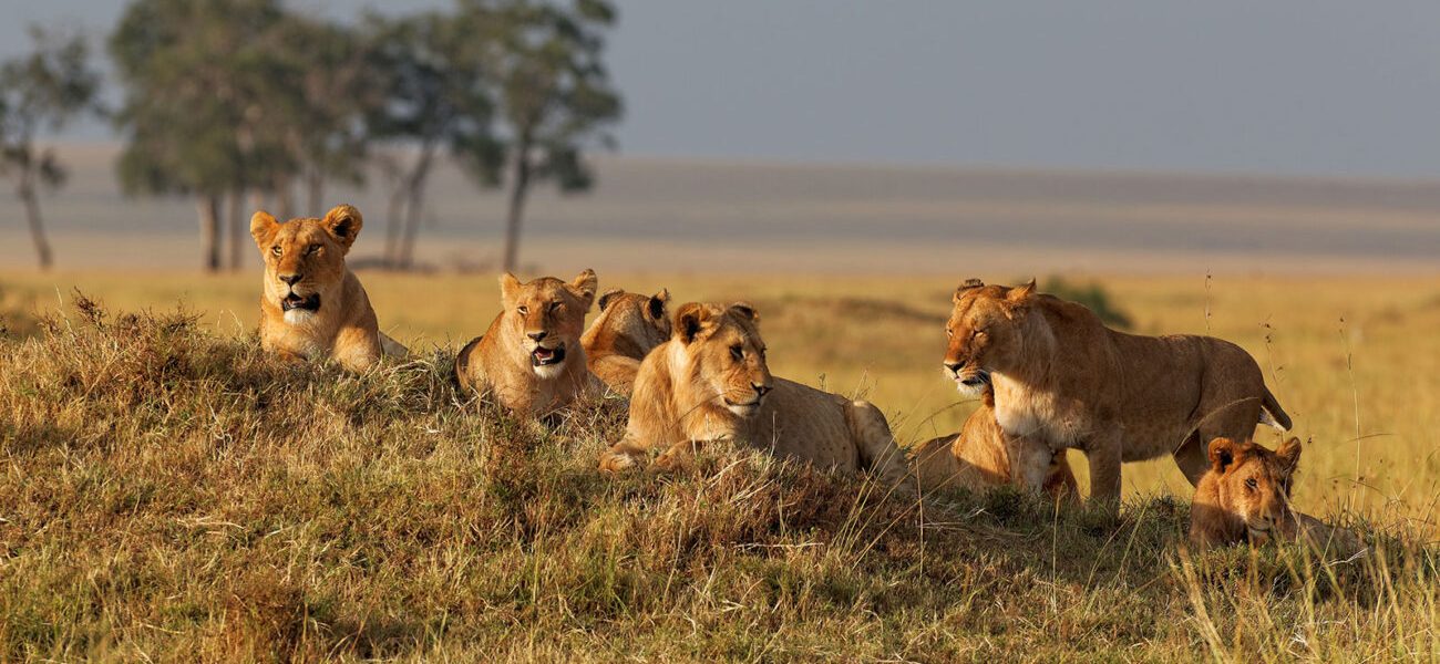 Uganda Safari Calendar by Month
