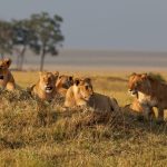 murchison falls safaris Uganda Safari Calendar by Month