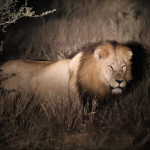night safari murchison falls night safari Murchison Falls