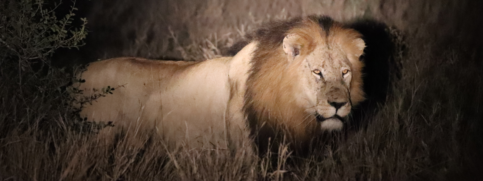 night safari Murchison Falls