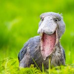 shoebill nile delta Nile Delta birdwatching