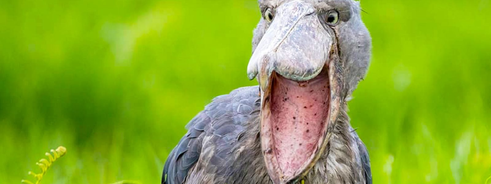 Nile Delta birdwatching