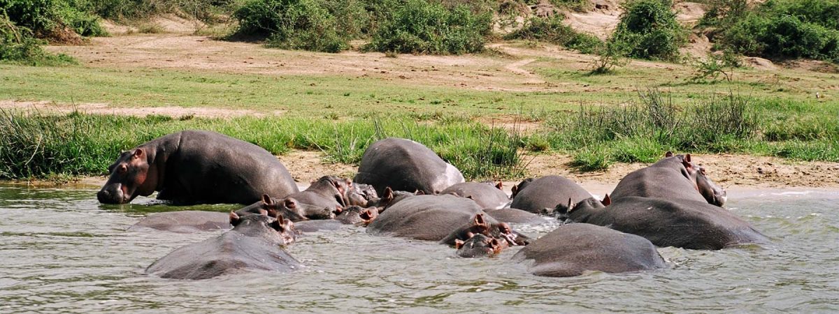 3 Days Queen Elizabeth Safari