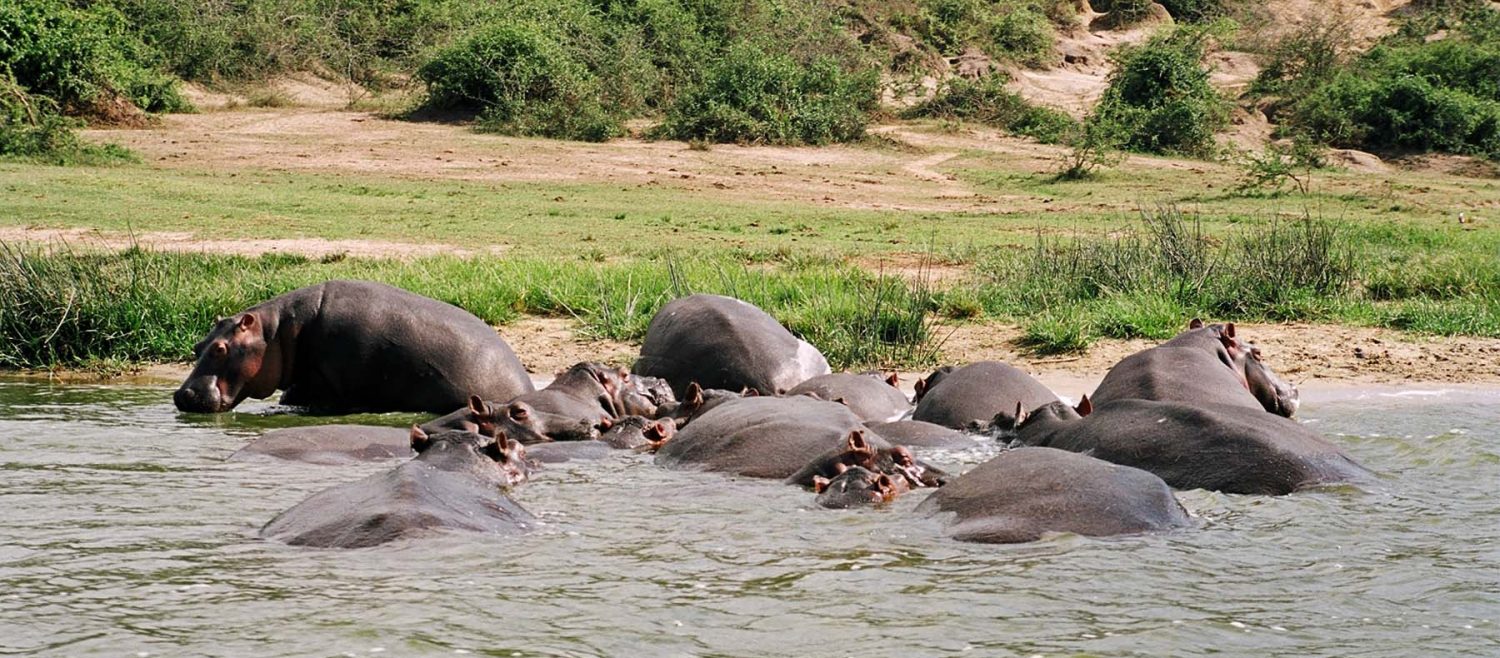3 Days Queen Elizabeth Safari