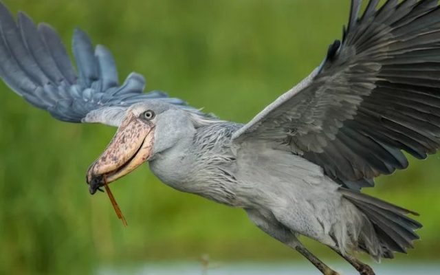 Birding in Murchison Falls National Park