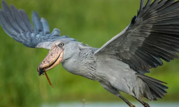 Birding in Murchison Falls National Park