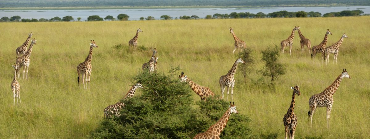 Game Drives Murchison