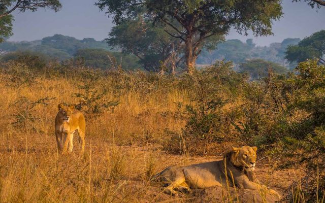 Best Places to See Lions in Murchison Falls National Park