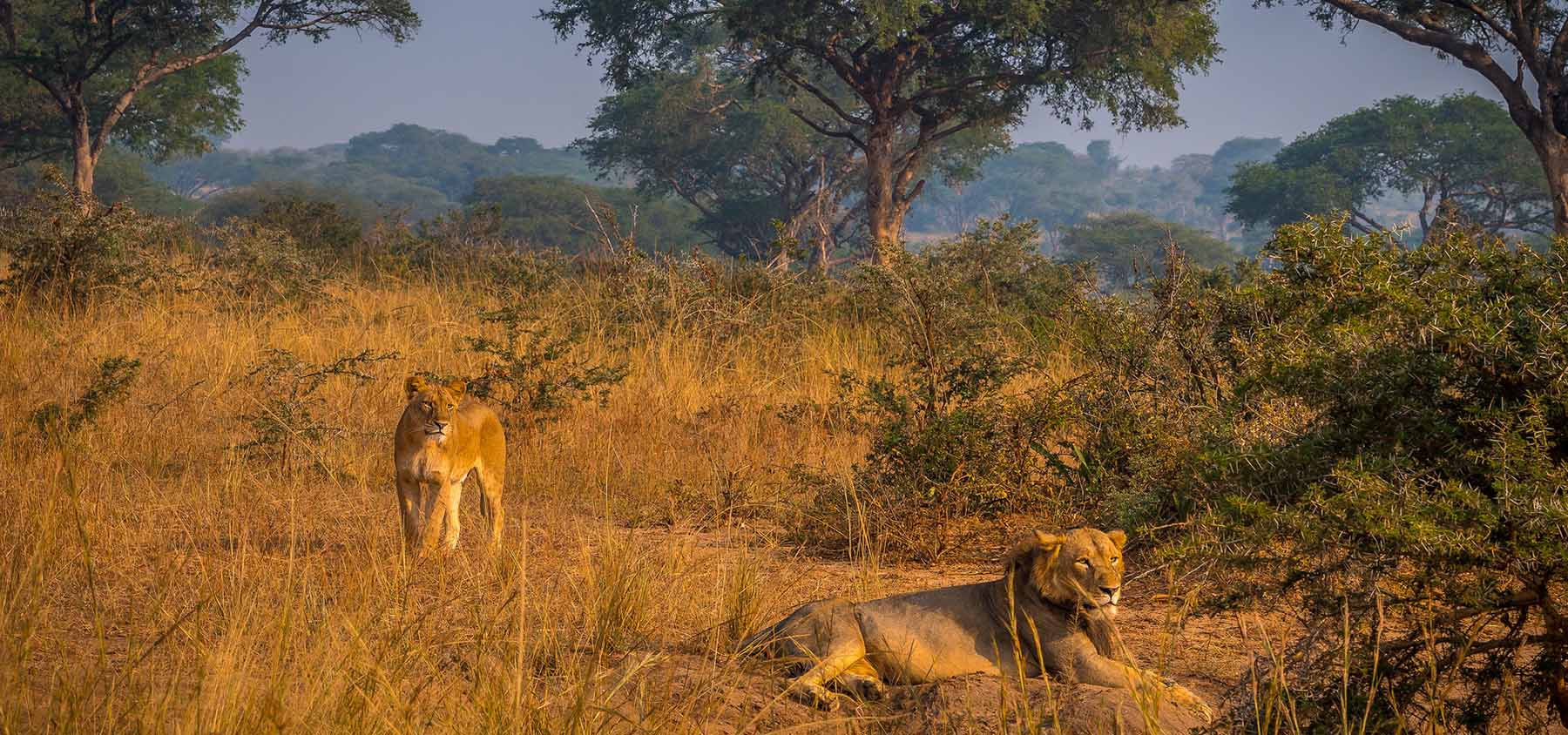 Best Places to See Lions in Murchison Falls National Park